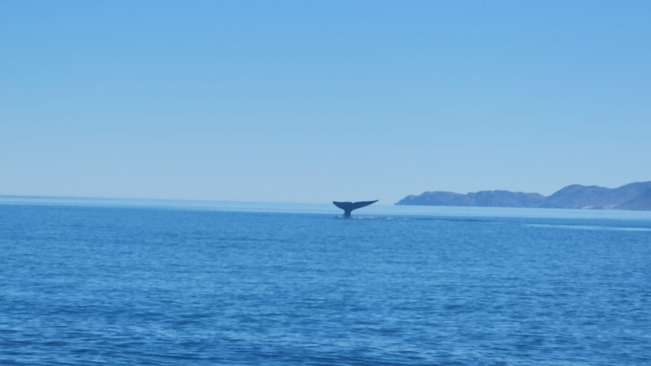Cola de una ballena azul sumergiéndose frente a la costa de Loreto, Baja California Sur